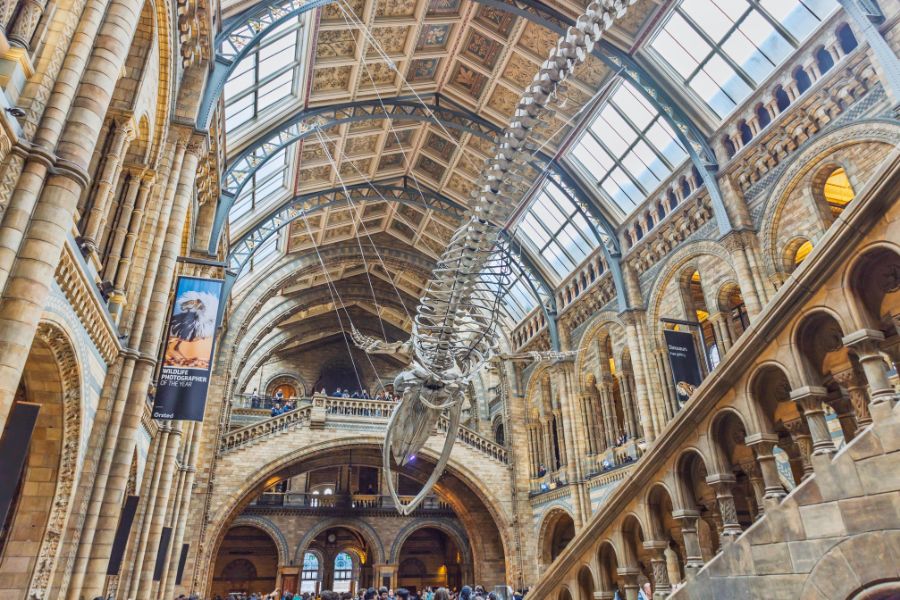 The grand central hall of the Natural History Museum in London, with a large blue whale skeleton suspended from the ornate vaulted ceiling