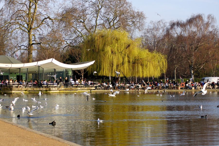 Birds flying over the Serpentine Lake in Hyde Park, with a busy outdoor café terrace and a weeping willow tree visible in the background