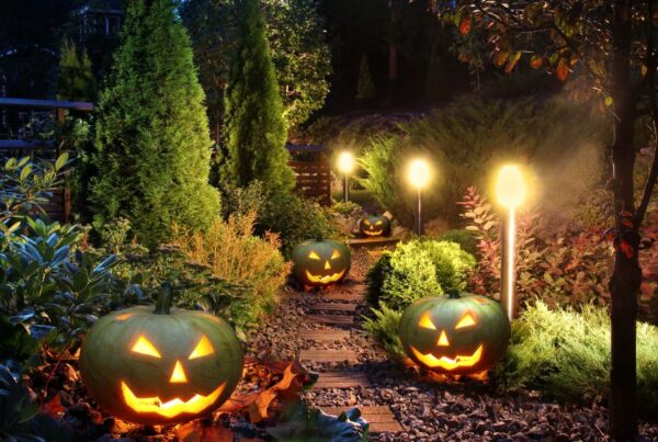 This is an image of a bunch of carved Halloween pumpkins in the garden.