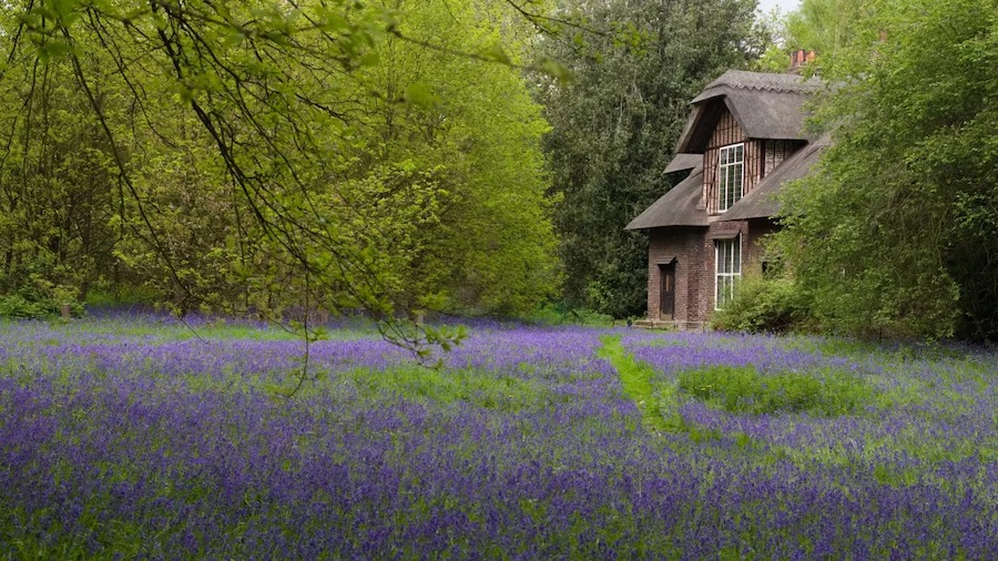 This is an image of a beautiful woodland area. There is a charming house in the background and trees and bluebells surrounding it. 