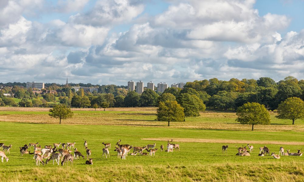 This is an image of a big field with trees and blue skies with deers around.