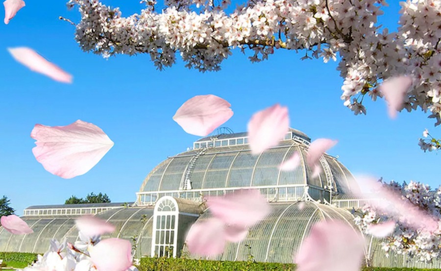 This is an image of a beautiful blue sky with pink petals flying around and a massive glass greenhouse behind it.