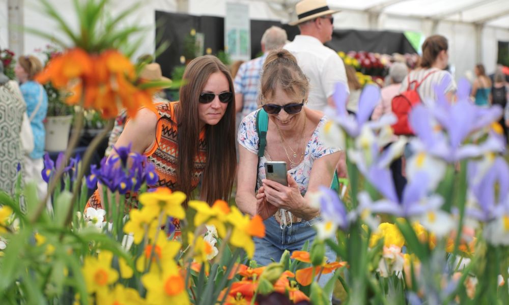 This is an image of two ladies taking iPhone pictures of beautiful flowers at the Chelsea Flower Show.