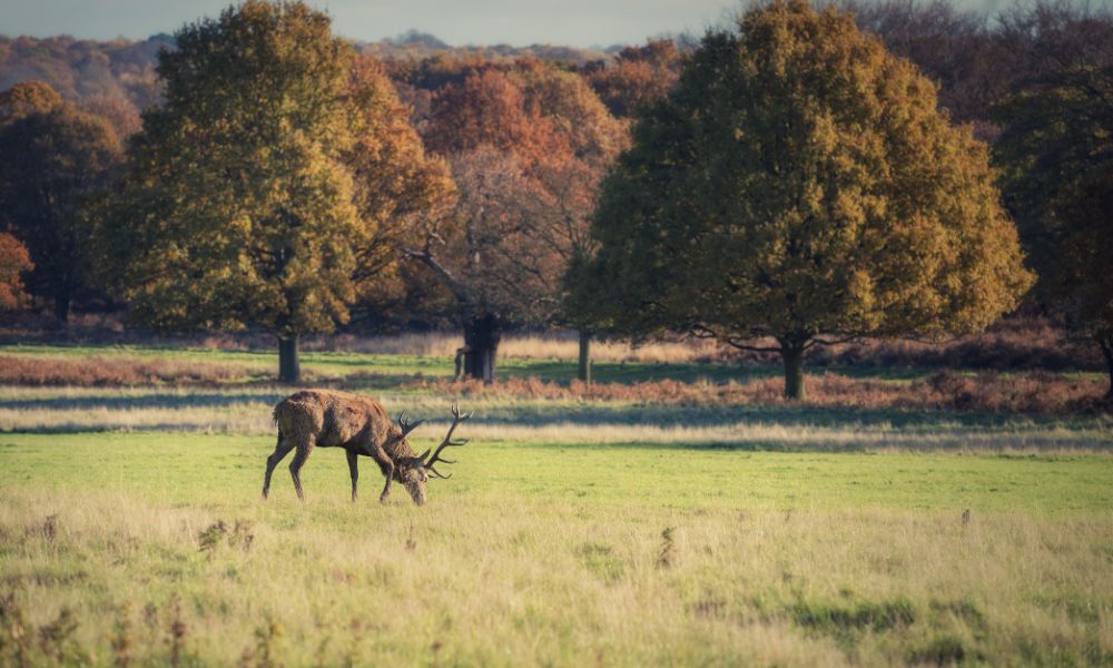 This is an image of a deer in an expansive Richmond Park with yellowing leaves.