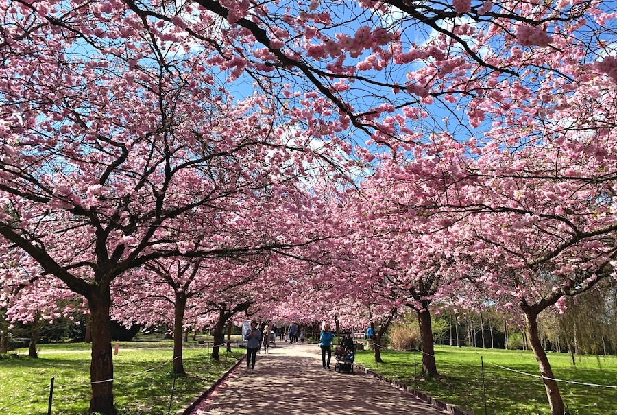 London park with pink cherry blossom trees blooming in April