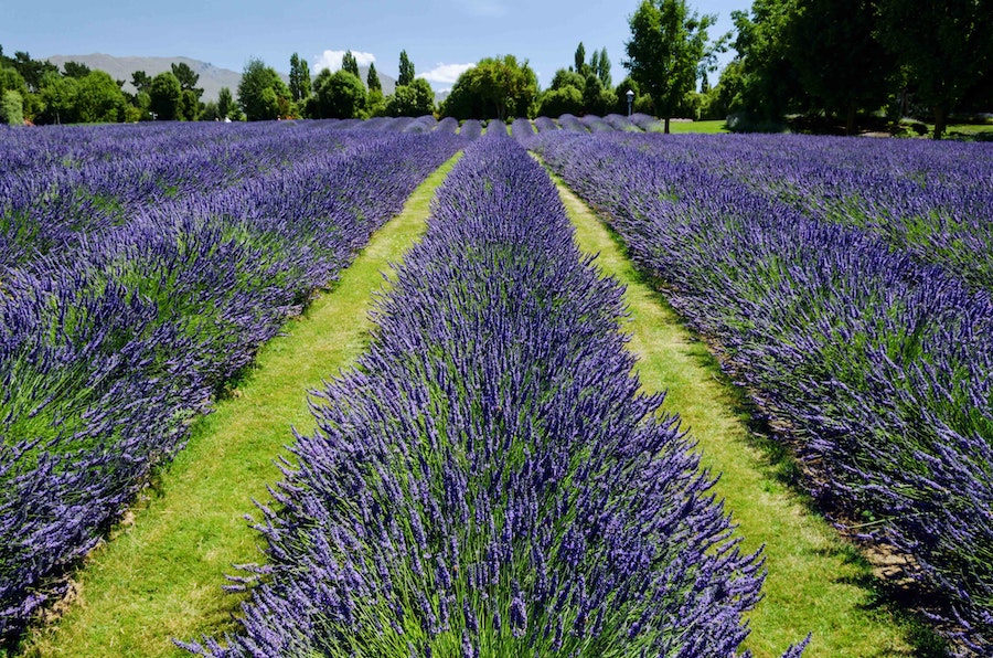 Beautiful Lavender farms are one of the things worth visiting near London in June