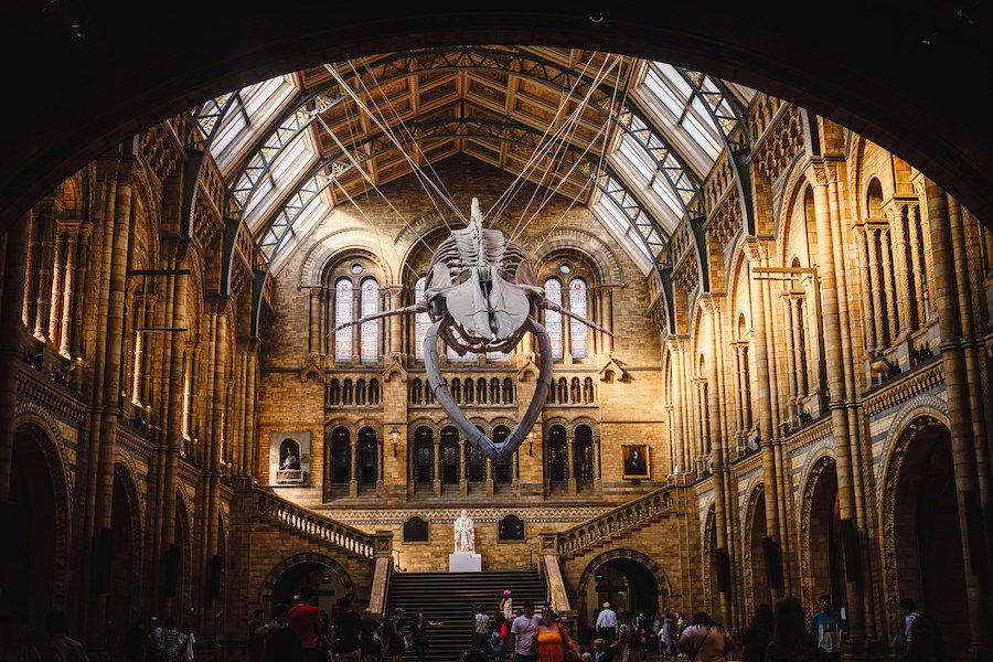 This is an image of the whale skeleton hanging in the middle of the Natural History Museum. Going to free museums is a budget hack to use when visiting London.