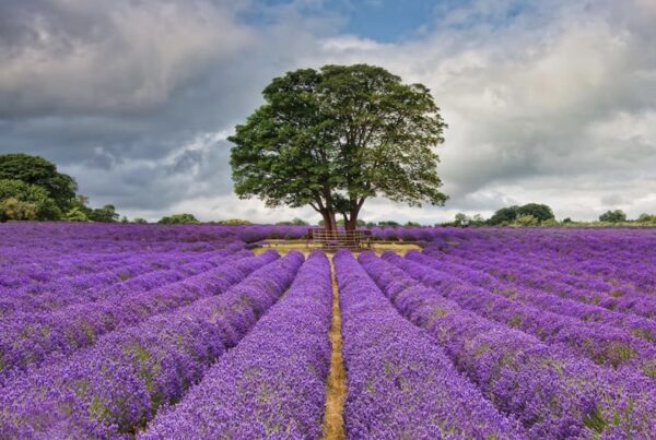 This is an image of lavender field with a tree in the middle.