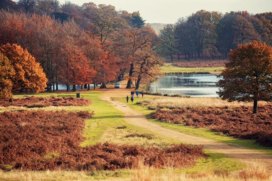 This is a picture of Richmond Park at Easter with its red leaves and lakes.